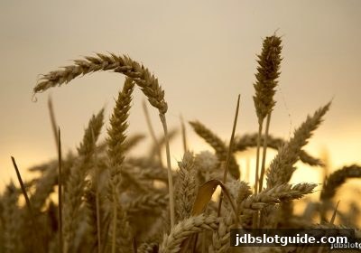 jdb电子游戏官网返点优惠全攻略：长期回馈机制与快乐十分实战技巧